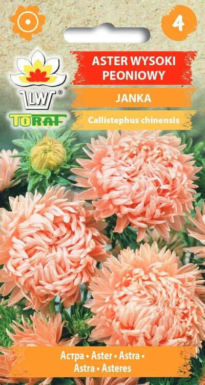 Asteres peoniju Janka 1g