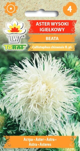 Asteres adatu Beata 1g. Asteru sēklas.