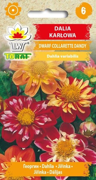 Dālijas Collorete Dandy 0.5g. Dāliju sēklas.