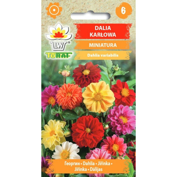 Dālijas zemās Miniatura 0.5g. Dāliju sēklas.