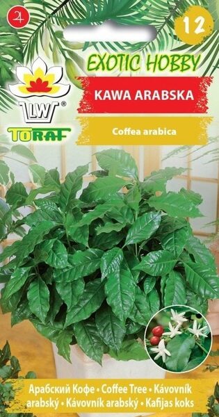 Kafijas koks. 5 sēklas