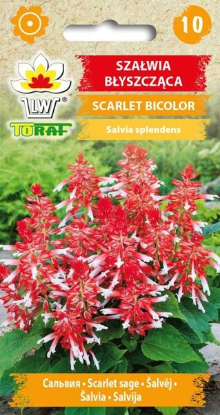 Salvija Scarlet Bicolor 10sēklas. Salvijas sēklas.