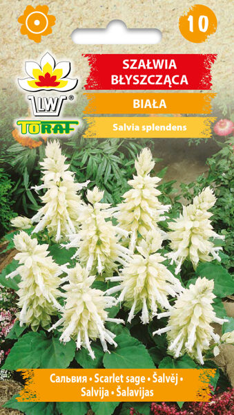 Salvija balta 10 sēklas. Salvijas sēklas.