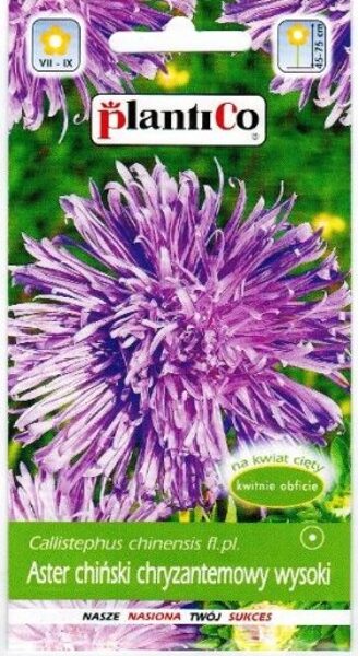 Asteres krizantēmu violetas Demon 1g. Asteru sēklas.