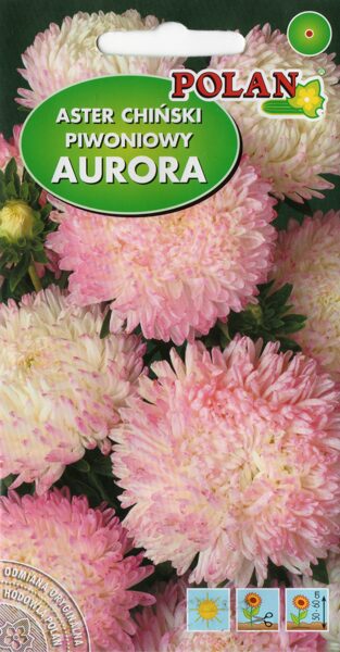 Asteres peoniju rozā ar baltu Aurora. 1g
