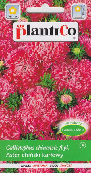 Asteres zemās peoniju sarkanas. 1g