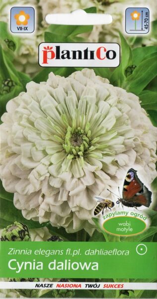 Cinnijas dālijziedu baltas Polar Bear. 1g