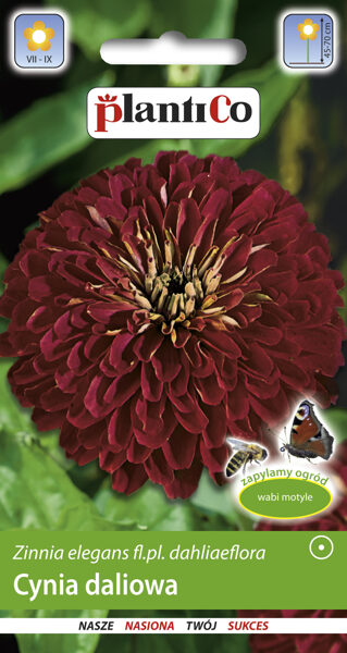 Cinnijas dālijziedu Burgund. 1g