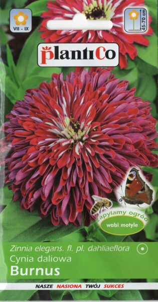 Cinnijas dālijziedu karmīnsarkanas Burnus. 1g 