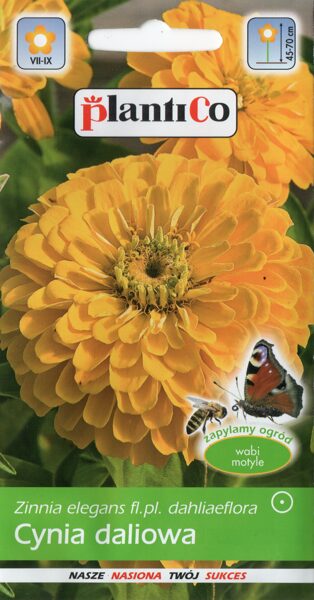 Cinnijas dālijziedu dzeltenas Kirke. 1g