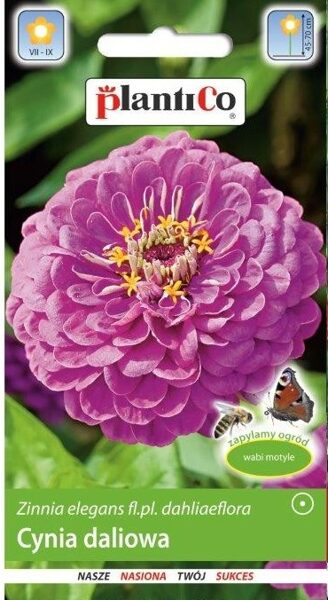 Cinnijas dālijziedu gaiši violetas Lavanda. 1g