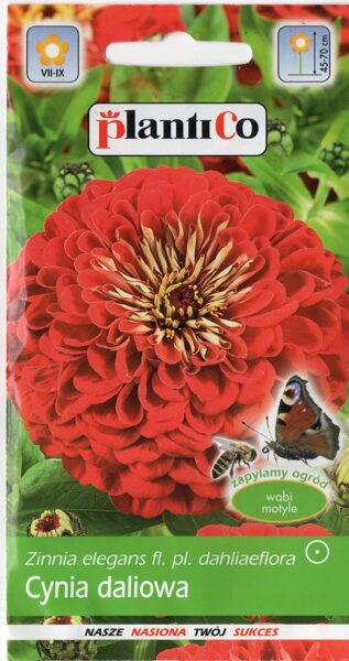 Cinnijas dālijziedu sarkanas Jowita. 1g