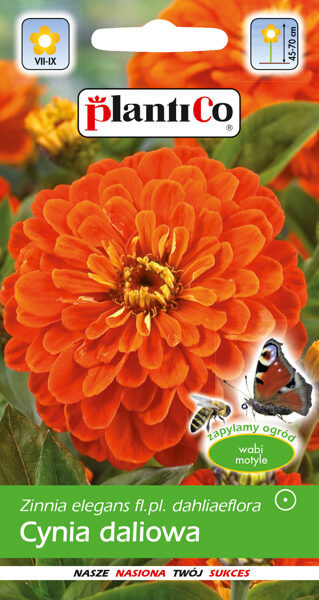 Cinnijas dālijziedu oranžas Orange King. 1g