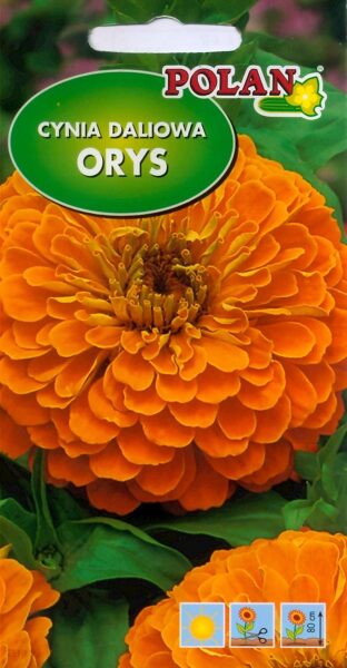 Cinnijas dālijziedu Orys. 1g