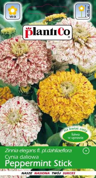 Cinnijas dālijziedu Peppermint Stick. 1g