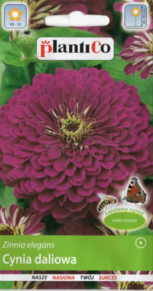 Cinnijas dālijziedu violetas Purple Prince. 1g