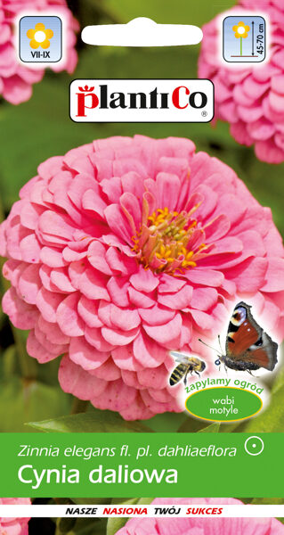 Cinnijas dālijziedu rozā. 1g