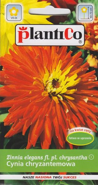 Cinnijas krizantēmu oranžas Koliber. 1g