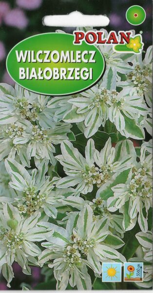 Eiforbijas apmaļu Snow on The Mountain. 1g