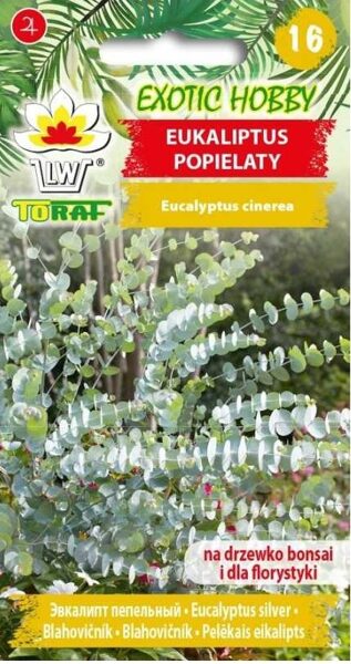 Eikalipts pelēkais. 20 gab