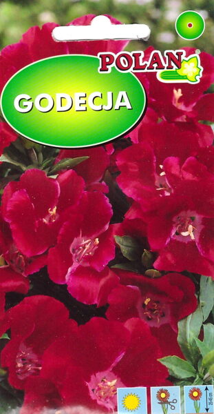 Godēcijas lielziedu ķirškrāsas. 1g