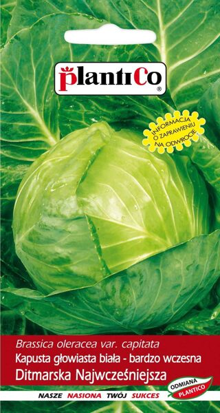 Kāposti galviņkāposti Ditmarska 2g. Kāpostu sēklas.