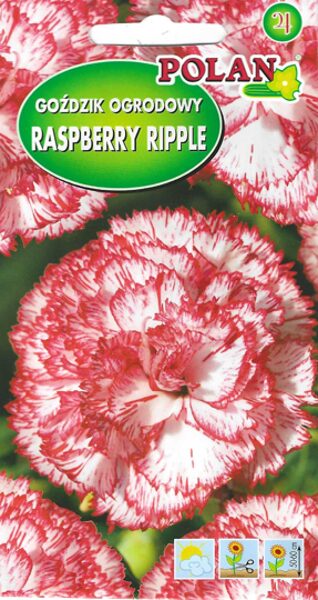 Neļķes dārza Raspberry Ripple. 0,2g