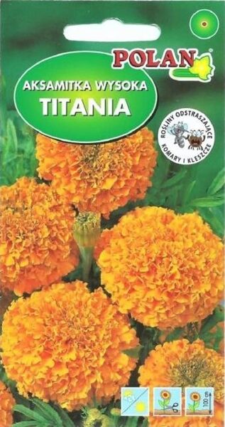 Samtenes augstās lielziedu Titania. 2g