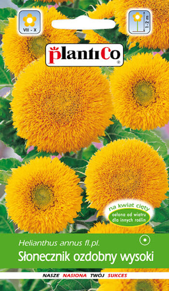 Saulespuķes augstās pildītas. 2g