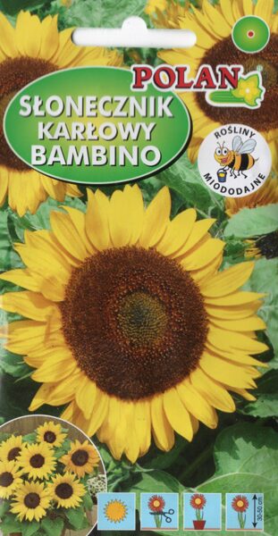 Saulespuķes zemās Bambino. 2g