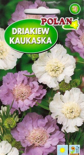 Skabiozas kaukāza mix. 0,5g