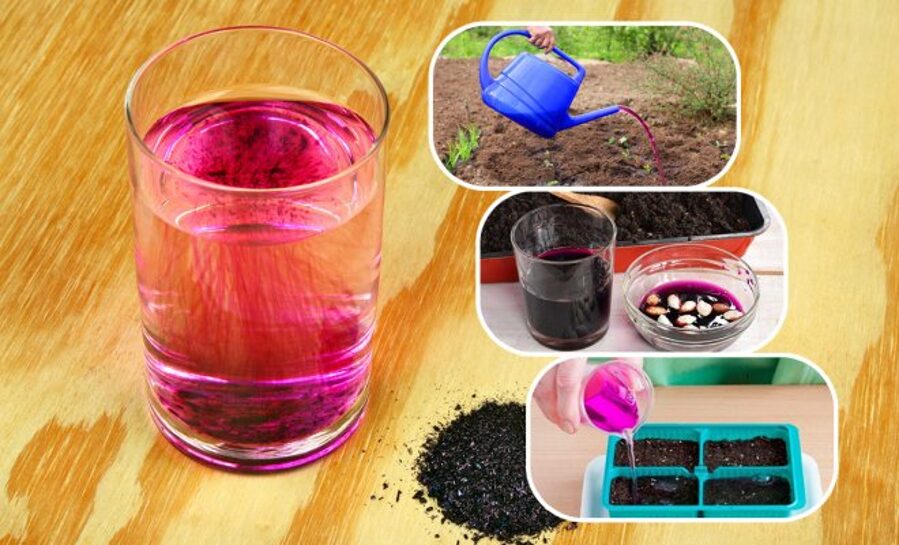 Kālija permanganāts. Zilie graudiņi augu kopšanai 10g. 1gb