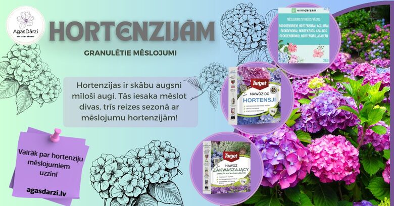 HORTENZIJAS
